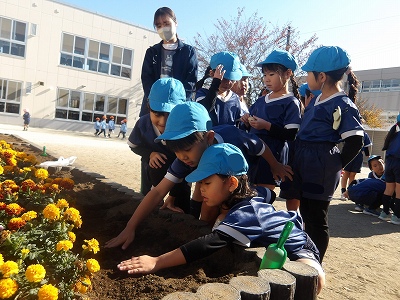 チューリップの球根植え