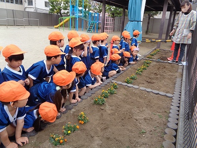 ひまわりの種蒔き